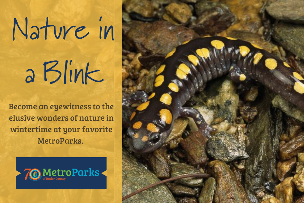 Spotted salamander in leaves at Indian Creek MetroPark