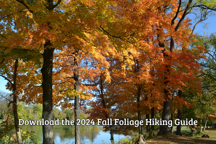 Fall trees at Rentschler Forest MetroPark