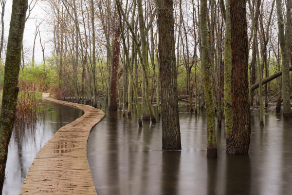 Floating walkway in a wetland area