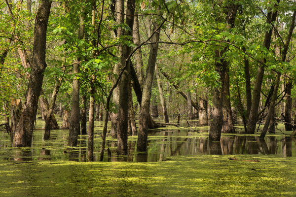 Trees and plants in water at Gilmore