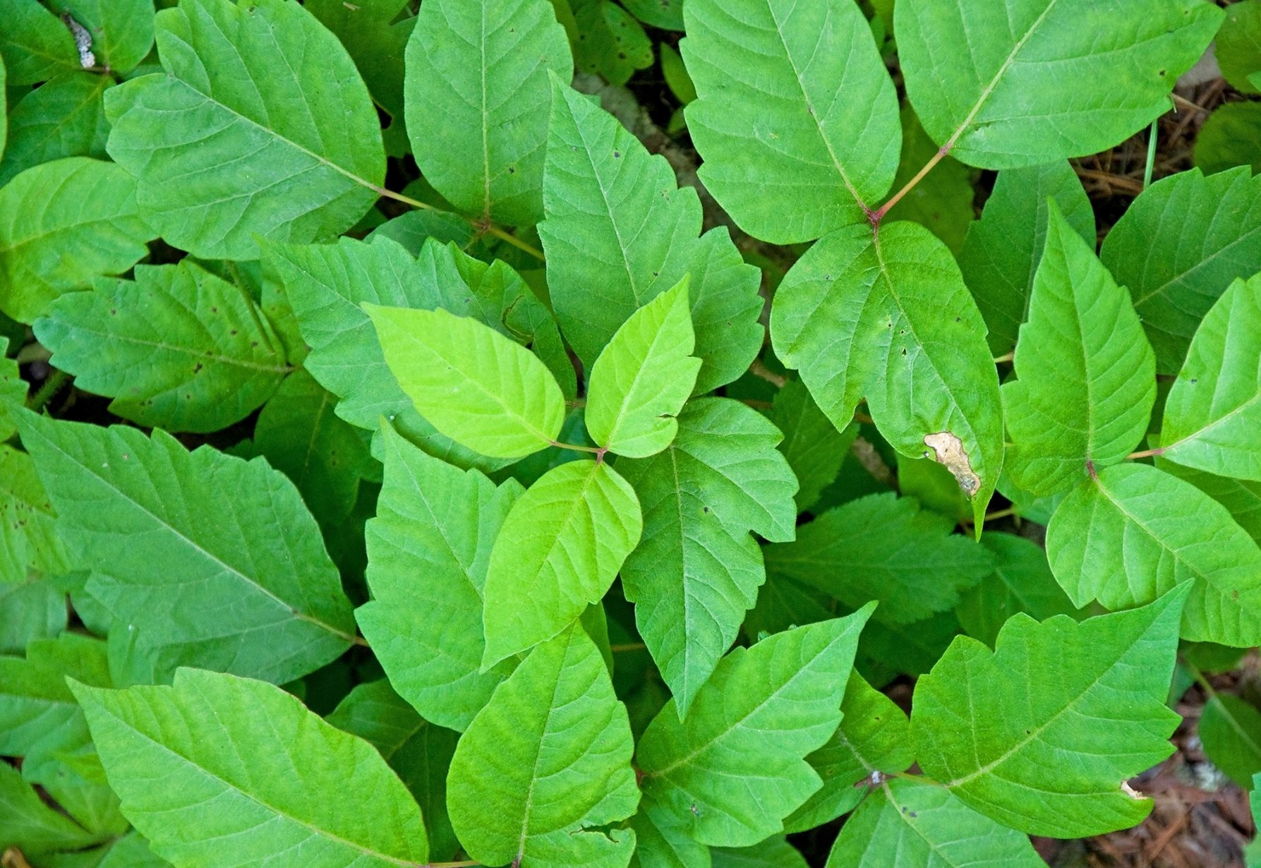 poison ivy plant images