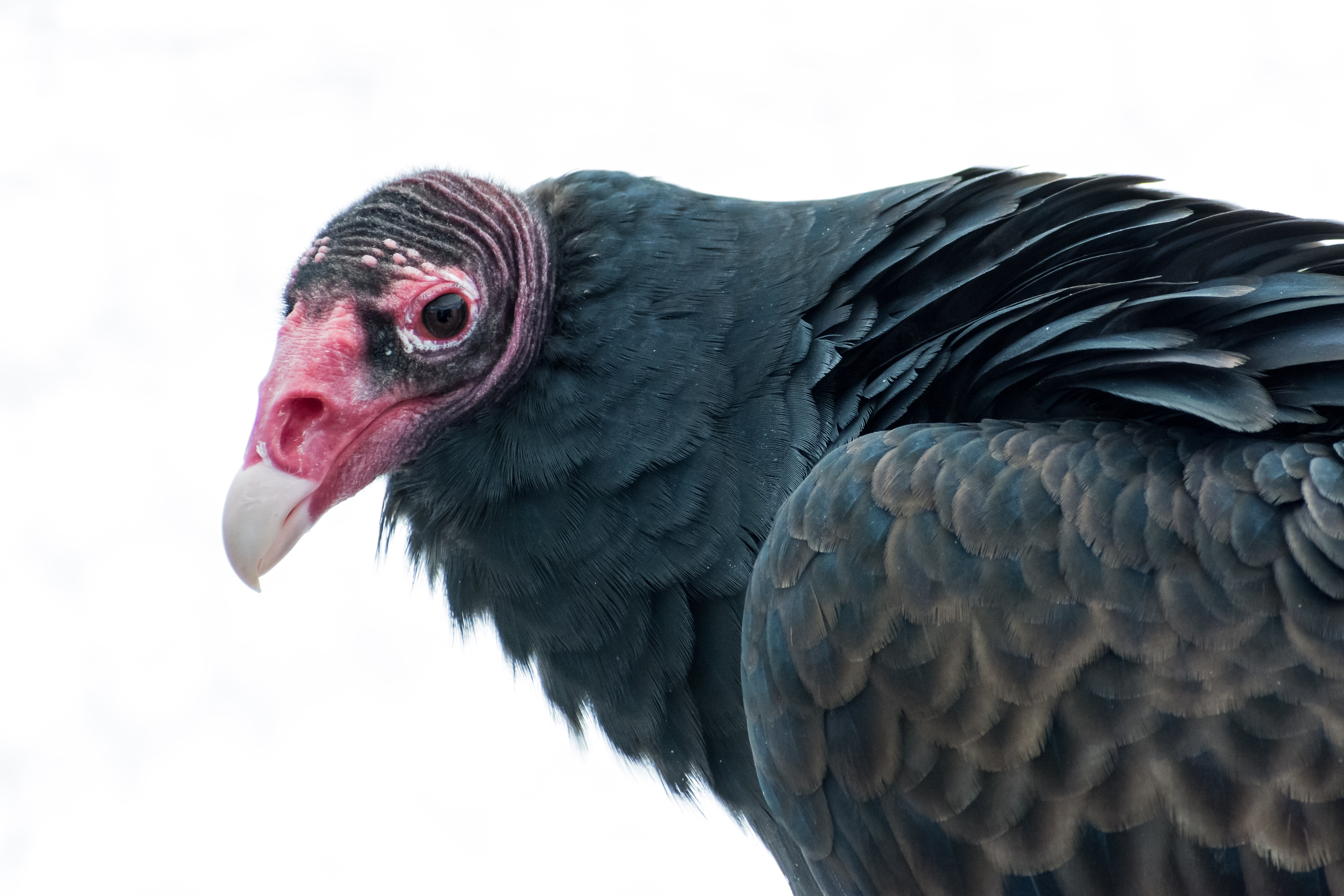 How Far Can A Turkey Vulture Smell