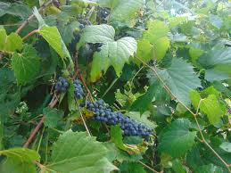 Are Wild Grapes Edible? Exploring The Fruit Of Wild Grape Vines Eat The ...